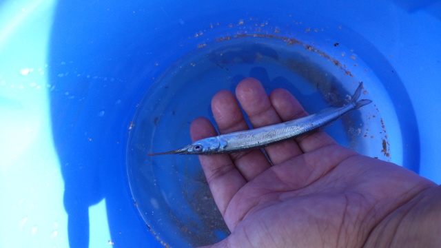 1,890円の魚釣り パートⅢ