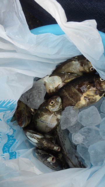 1,890円の魚釣り パートⅤ