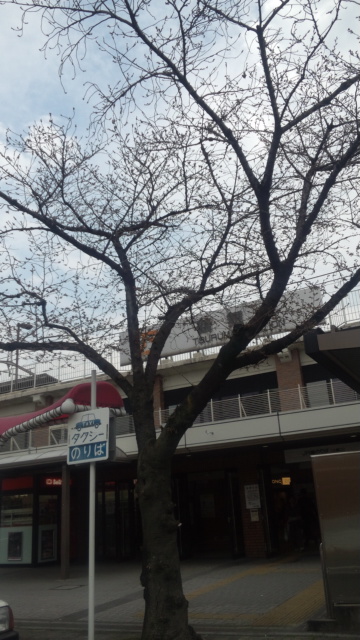 鶴舞公園の桜状況は．．．