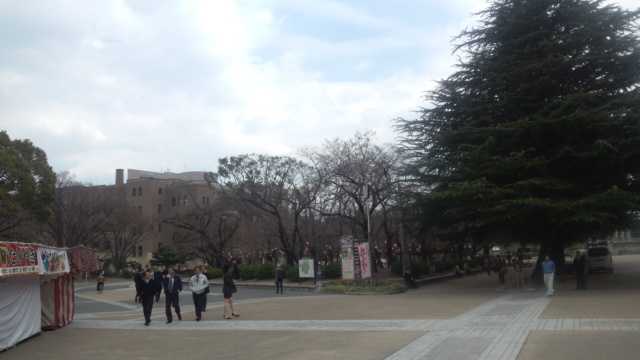 鶴舞公園の桜状況は．．．