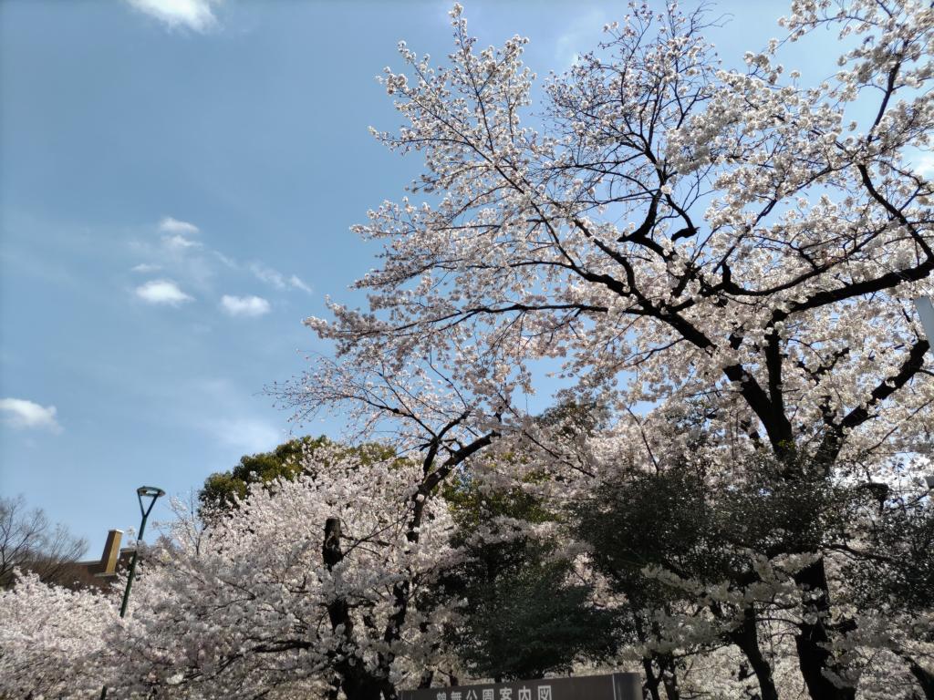 桜が満開でとっても綺麗です！